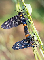 Pair of Nine-spotted moths (Amata phegea) mating, Orvieto, Umbria, Italy. June.
