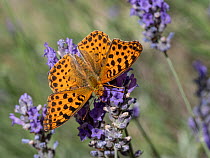 Queen of Spain fritillary butterfly (Isoria lathonia) female, nectaring on Lavender (Lavandula sp.) flowers, Orvieto, Umbria, Italy. July.