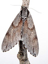 Pine hawkmoth (Sphinx pinastri) on branch, on white background.