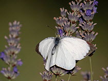 Large white butterfly (Pieris brassicae) female, on Lavender (Lavandula sp.), Orvieto, Umbria. Italy. July.