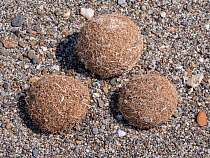 Neptune balls (Posidonia oceanica), balls of fibrous material from the foliage of Neptune grass, washed up on beach,  Tyrrhenian coast, Italy. September.