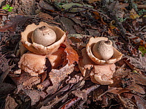 Common earth-star fungi (Geastrum triplex) on woodland floor, Orvieto, Umbria. Italy, November.