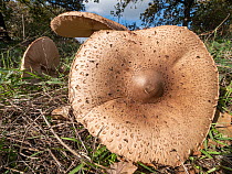 Parasol mushrooms (Macrolepiota procera) growing in grass, Orvieto, Umbria, Italy.