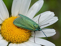 Forester moth (Adscita statices) resting on a flower, Sibillini, Umbria, Italy. May.