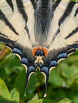 Scarce swallowtail butterfly (Iphiclides podalirius) tail detail, Orvieto, Italy. June.