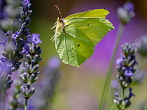 Brimstone butterfly (Gonepteryx rhamni) male, in flight around Lavender (Lavandula sp.) flowers, Umbris, Italy. June.