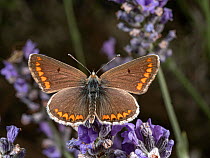Brown argus butterfly ( Aricia agestis) portrait, Orvieto, Umbria, Italy .May.