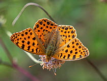 Queen of Spain fritillary butterfly (Issoria lathonia) female, portrait. Orvieto, Umbria, Italy, October.