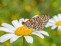 Spotted fritillary butterfly (Melitaea didyma) nectaring on flower, Sibillini, Umbria, Italy. May.