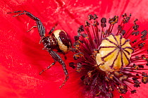 Crab spider (Synaema globosum) on a Poppy (Papaver sp.) flower, Sibillini, Umbria, Italy. May.
