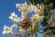 Crab spider (Synema globosum) on a flower, Orvieto, Umbria, Italy June.