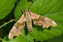 Lime hawkmoth (Mimas tiliae) resting on a leaf, caught using a MV light trap, Podere Montecucco, Umbria, Italy. June.