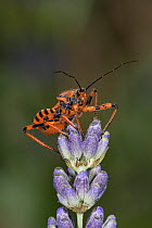 Assassin bug (Rhinocoris iracundus) resting on tip of Lavender (Lavandula sp.) flower ,Umbria, Italy. June.