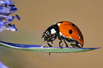 7-spot ladybird (Coccinella 7-punctata) balancing on leaf, portrait, Podere Montecucco, Umbria, Italy. June.