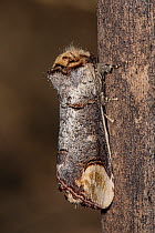 Buff tip moth (Phalera bucephala) resting on tree trunk, Podere Montecucco, Umbria, Italy. June.