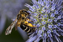 Solitary bee (Anthophora retusa) female, feeding on Sea holly (Eryngium maritimum), Podere Montecucco, Umbria. Italy. June.