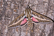 Striped hawkmoth (Hyles livornica) on tree bark at, caught using a MV light trap, Podere Montecucco, Umbria, Italy. July.