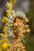 Mullein moth ( Cucullia verbasci) larva feeding on Mullein (Verbascum sp.) flower,  Abruzzo, Italy