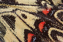 Southern festoon butterfly (Zerynthia polyxena) wing detail  showing scales, Orvieto Umbria, Italy. May .