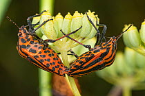 Pair of Striped shield bugs (Graphosoma lineatum) mating on Fennel (Ferula sp.) flower, Nr Orvieto. Umbria, Italy. August.