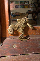 Common toad (Bufo bufo) on a window ledge looking through window at night, Podere Montecucco, Umbria, Italy. September.