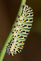 Common swallowtail butterfly (Papilio machaon) larva, dark colour form on Fennel (Ferula sp.) fronds, nr Orvieto, Umbria, Italy. October.