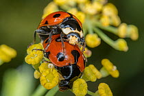 Pair of 7-spot ladybirds (Coccinella 7-punctata) mating on a flowerhead, Podere Montecucco, Umbria, Italy. August.