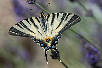 Scarce swallowtail butterfly (Iphiclides podalirius) portrait, Orvieto, Umbria, Italy. June.