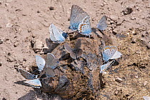 Small blue butterflies (Cupido minimus) and Common blue butterflies (Polyommatus icarus) enjoying a mineral intake from dried horse manure, Sibillini, Umbria, Italy. July.