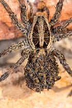Wolf spider (Lycosa tarantula) female, carrying spiderlings on her abdomen, Podere Montecucco, Umbria, Italy. September.