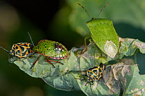 Two Red cabbage bugs (Eurydema ornata), Shield bug (Nezara viridula) and Green shield bug (Palomena prasina) on a leaf, Podere Montecucco, Umbria, Italy. September.
