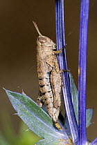 Short-horned grasshopper (Pezotettixgiornae) on a plant stem, Nr Orvieto. Umbria, Italy. September.