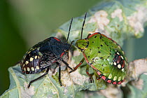 Two Shield bugs (Nezara viridula), 4th instar nymph (black) on left and 5th instar nymph (green), on a leaf,  Umbria, Italy. September.