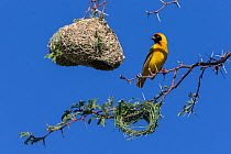 Southern masked weaver (Ploceus velatus) building nest hanging from tree branch, Kgalagadi Transfrontier Park, South Africa.