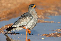 Pale chanting goshawk (Melierax canorus) standing in a puddle after the rain, Kgalagadi Transfrontier Park, South Africa.