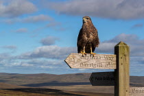 Common buzzard (Buteo buteo) perched on top of a Pennine Way footpath sign, Cumbria, UK. October. Controlled conditions.