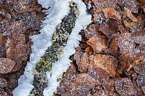 Hair ice formed around fungus (Exidiopsis effusaon) on decaying wood in winter, Sidwood, Northumberland, UK. January.