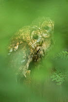 Two Tawny owls (Strix aluco) perched on tree stump, Cumbria, UK. August. Controlled condition. Captive.