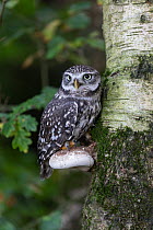 Little owl (Athene noctua) perched on Birch bracket fungus (Piptoporus betulinus), Cumbria, UK. October. Controlled conditions.