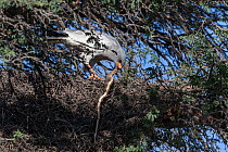 Pale chanting goshawk (Melierax canorus) perched in tree feeding on Cape cobra (Naja nivea) prey, Kgalagadi Transfrontier Park, South Africa.