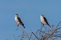 Pair of Pygmy falcons (Polihierax semitorquatus), male on left, female on right, perched in treetop, Kgalagadi Transfrontier Park, South Africa.