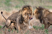 Pair of Lions (Panthera leo) mating with male's brother watching, Kgalagadi Transfrontier Park, Northern Cape, South Africa.
