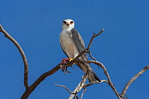 Black-shouldered kite (Elanus caeruleus) perched on banch feeding on small rodent prey, Kgalagadi Transfrontier Park, South Africa.