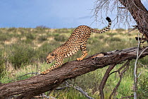 Male Cheetah (Acinonyx jubatus) sharpening claws against a tree trunk, Kgalagadi Transfrontier Park, Northern Cape, South Africa.