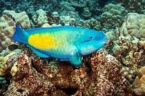 Male Bullethead parrotfish (Chlorurus spilurus), terminal phase, resting on a reef, Hawaii, Pacific Ocean.