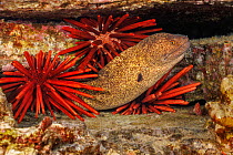 Yellowmargin moray eel (Gymnothorax flavimarginatus) sheltering in a crevice among Slate pencil sea urchins (Heterocentrotus mammillatus), Hawaii, Pacific Ocean.