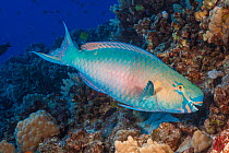 'Super' male Ember parrotfish / Redlip parrotfish (Scarus rubroviolaceus), terminal phase, portrait, Hawaii, Pacific Ocean.