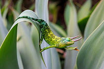 Male Jackson's chameleon (Chamaeleo jacksoni) reaching out as it moves between leaves, Maui, Hawaii.