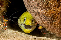 Fimbriated moray / Darkspotted moray (Gymnothorax fimbriatus) peering out from crevice with two Banded coral shrimp (Stenopus hispidus) close by, Philippines, Pacific Ocean.