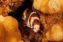 Barred moray eel (Echidna polyzona), juvenile, peering out from crevice in a reef, Maui, Hawaii, Pacific Ocean.